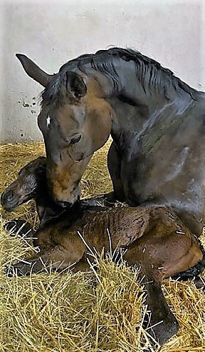 Geburtshelfer Fiona m.Fohlen