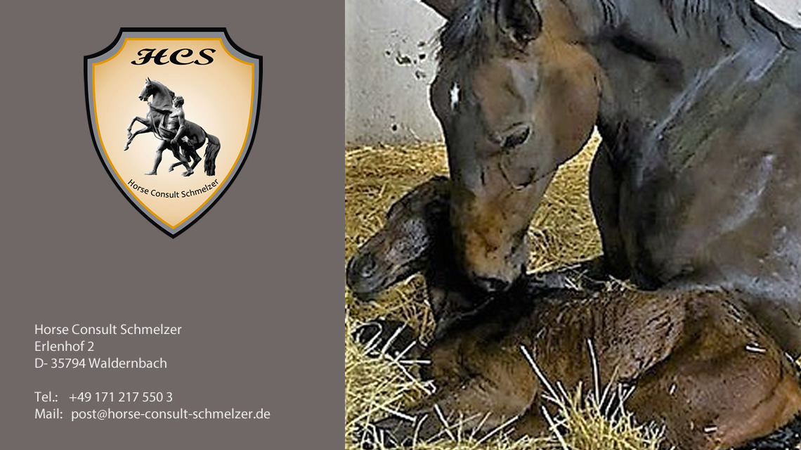 Unternehmensberater für Pferdebetriebe als spontaner Geburtshelfer