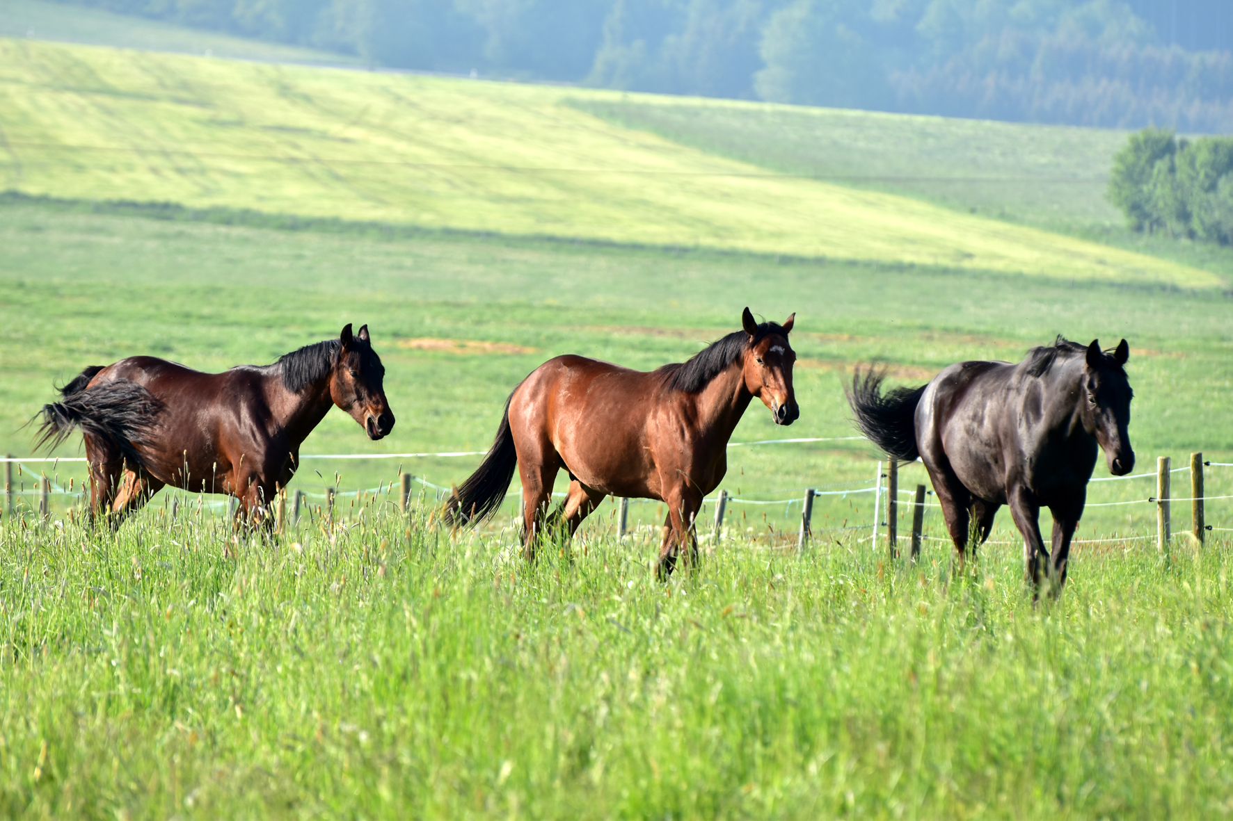 Gutachten zur Haltung und Pferdefütterung