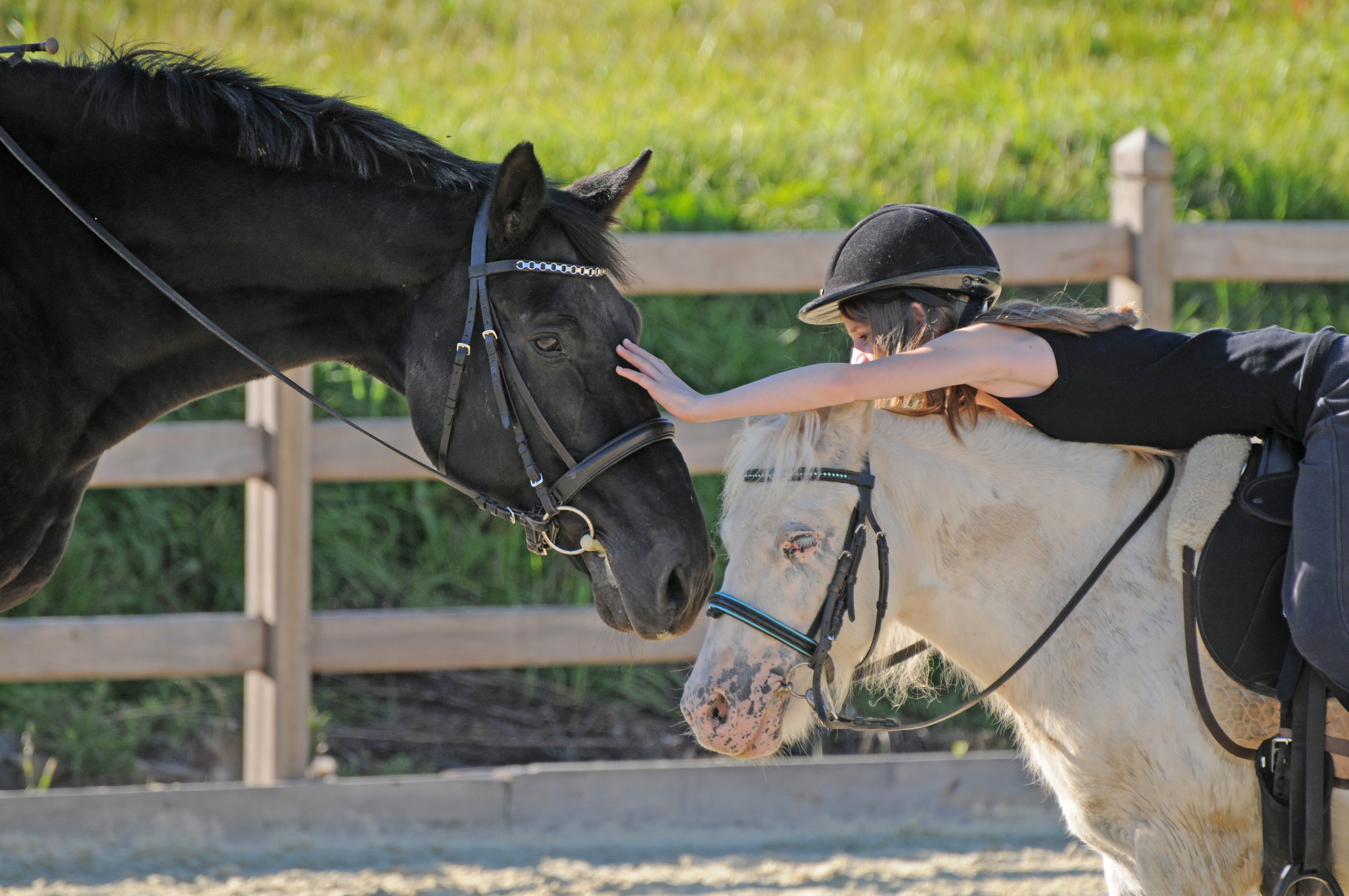 Reitvereine Reitanfänger Schulpferde