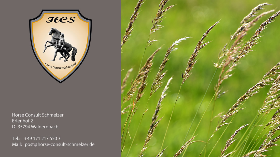 Weidesaison: Optimale Bepflanzung der Pferdewiese