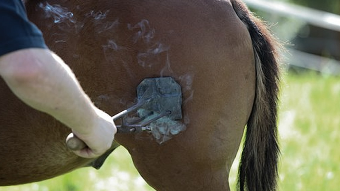 Aus für den Schenkelbrand - Brandzeichen bei Tieren bald verboten?
