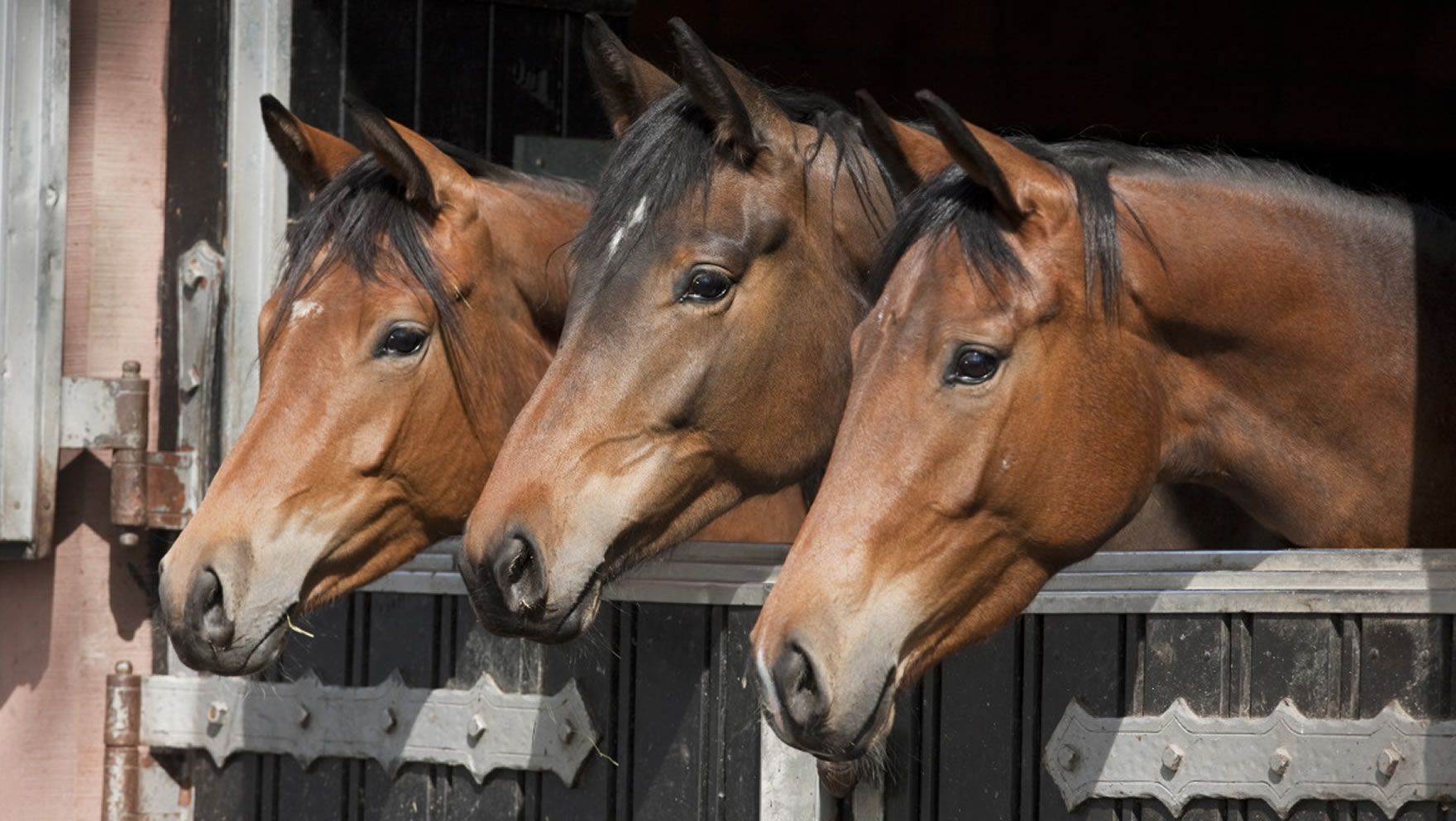 Betriebsübernahme Pferdebetriebe